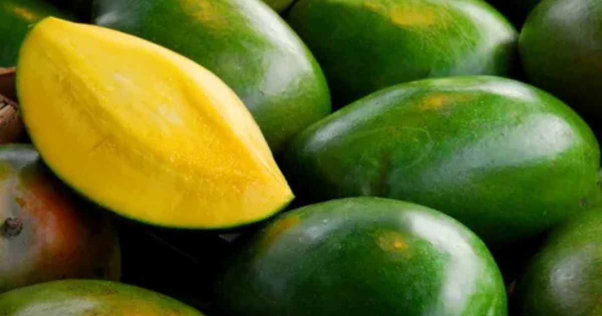Buy Export Quality Chaunsa Mango