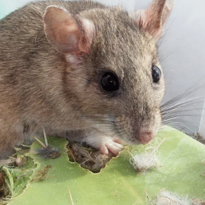 Rodents