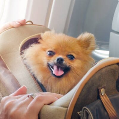carrying sling for dogs