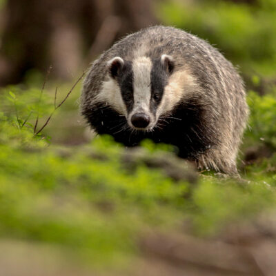 Do Skunks Hibernate