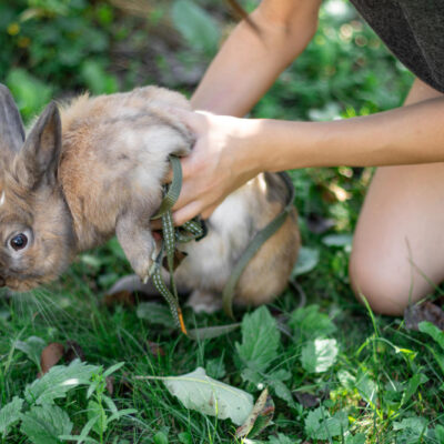 wildlife control