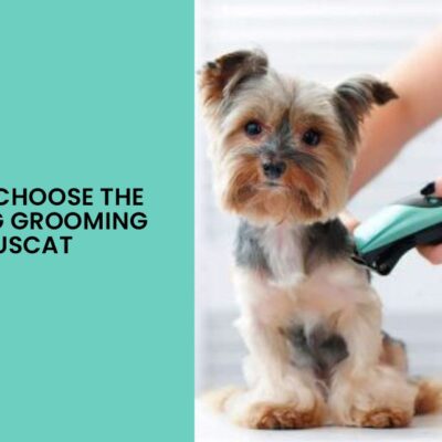 How to Choose the Best Dog Grooming Spa in Muscat