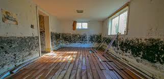 best mold inspection