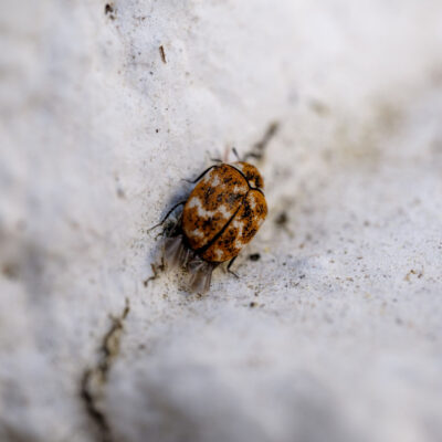 bed bugs