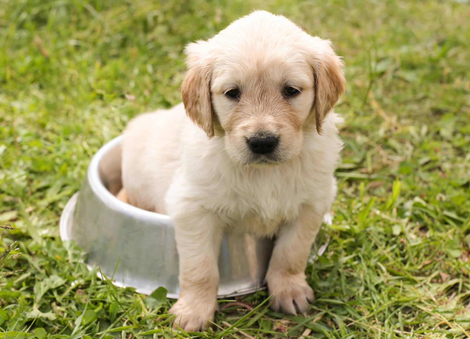 new jersey golden retriever breeders