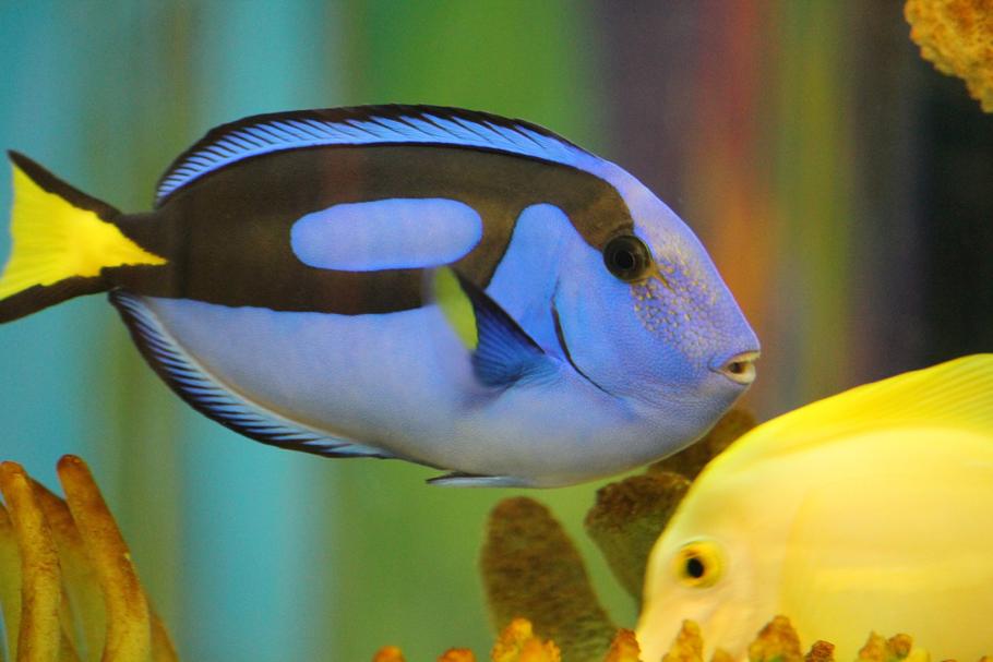 Saltwater Tang Fish For Sale