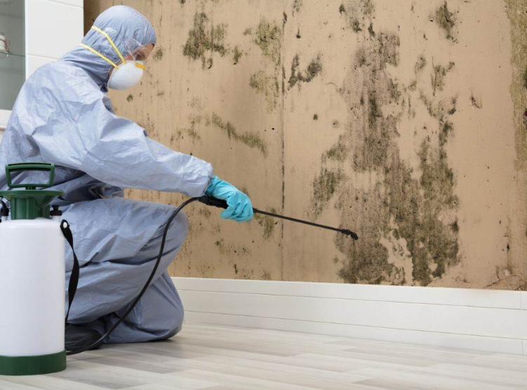 Mold remediation in Miami