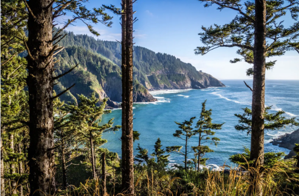 oregon pineapple strain