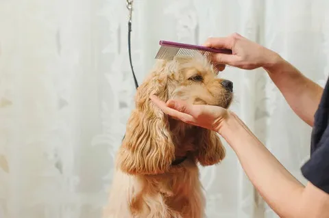 Cocker Spaniel haircuts