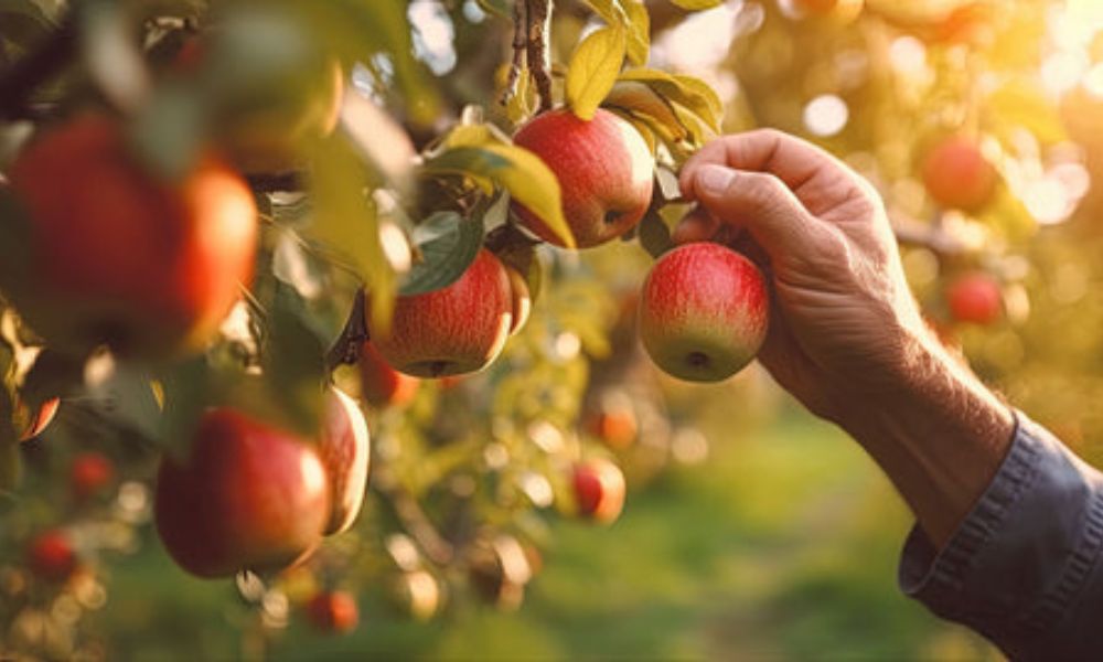 Apple Picking Season in Ohio