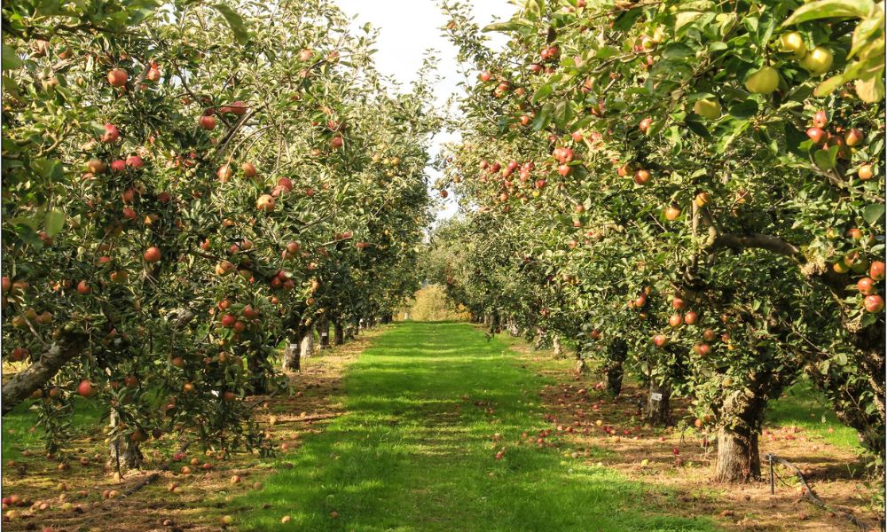 Apple picking in mt. juliet