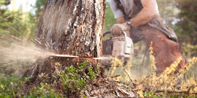 McCroan's Land & Tree Service, LLC | Tree Services in Gainesville, FL
