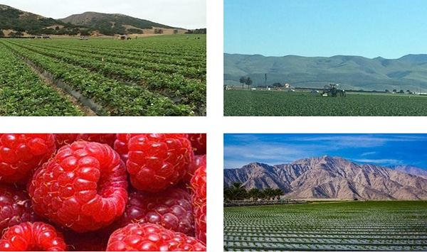 Steven Pybrum Author Agri-Business Tax Tips