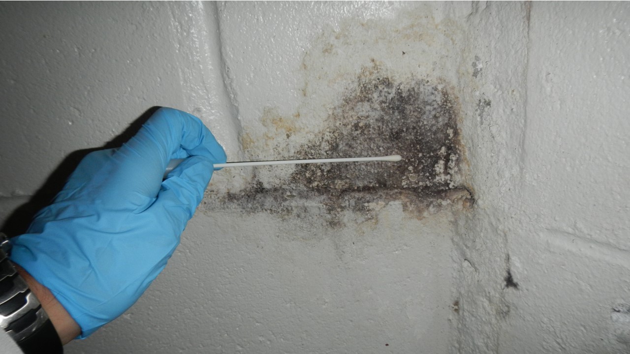 Mold Testing Nassau County NY for Safe and Healthy Buildings